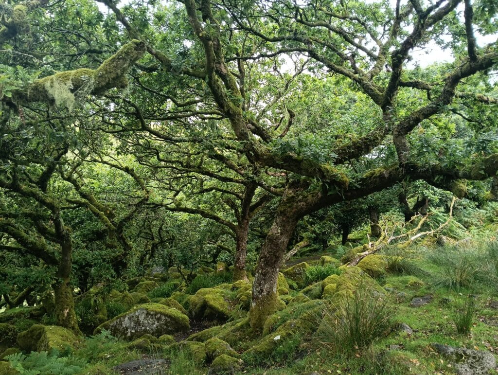 Panorama del Dartmoor National Park con brughiere e rocce granitiche lungo un percorso trekking con Explora nel Mondo Tour Operator.