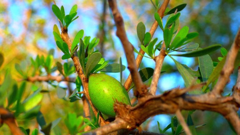 argan-viaggioinmarocco-viaggio-in-marocco-exploramarocco-explora-marocco-viaggidigruppo-viaggi-di-gruppo