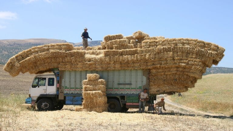 agricoltura-viaggioinmarocco-viaggio-in-marocco-exploramarocco-explora-marocco-viaggidigruppo-viaggi-di-gruppo