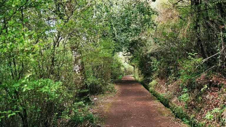 Antichi alberi monumentali di alloro nella foresta primaria di Laurisilva a Fanal, avvolti dalla caratteristica nebbia dell'altopiano di Madeira durante un'escursione.