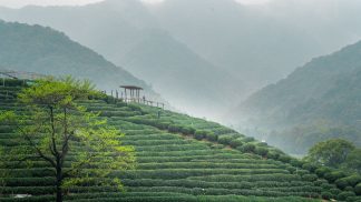 terrazze del tè Longjing, Hangzhou